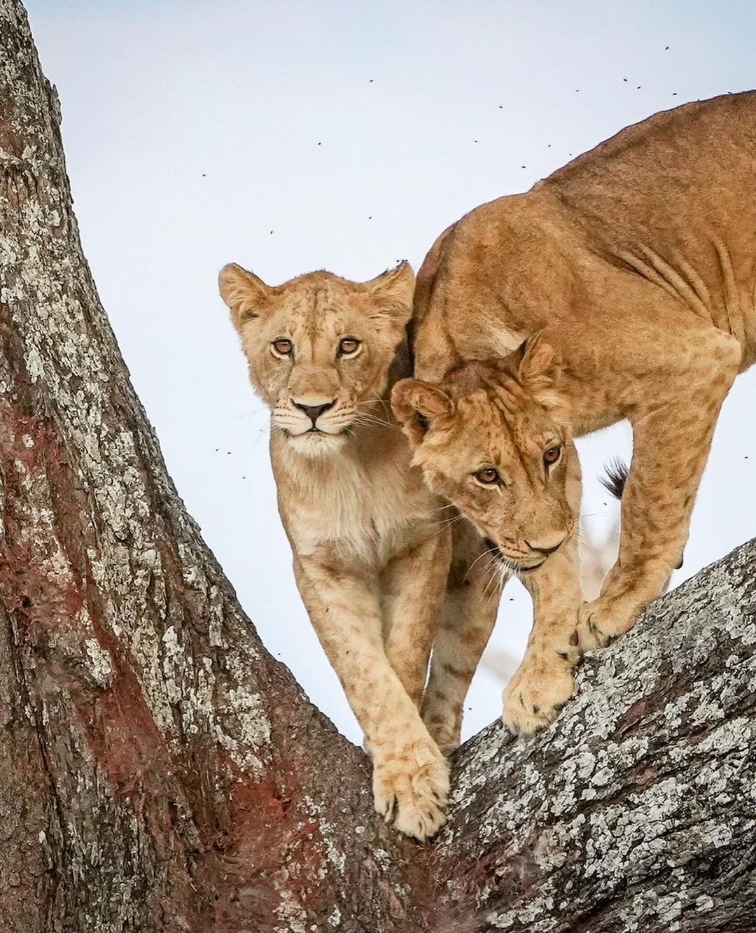 An Instagram carousel post added by annie on Apr 08, 2024. The author is @brenden_simonson.