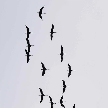 A cover of "NATURE" cluster. The owner is jaaycee. The cluster consists of 112 elements.