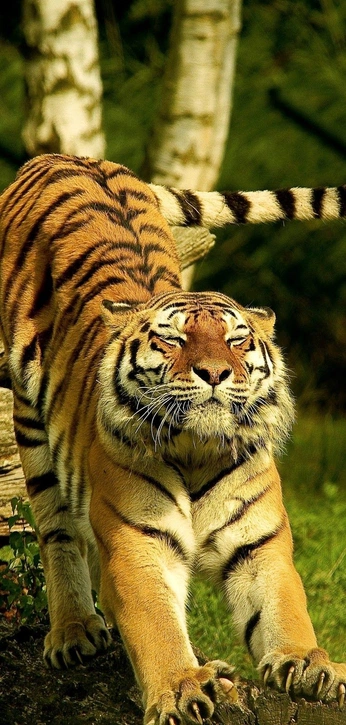 A cover of "Animals" cluster. The owner is makross. The cluster consists of 1 element.