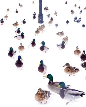 A cover of "ruffledfeathers" cluster. The owner is sammmmy. The cluster consists of 14 elements.