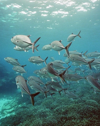 A cover of "fish" cluster. The owner is meyerhjs. The cluster consists of 3 elements.