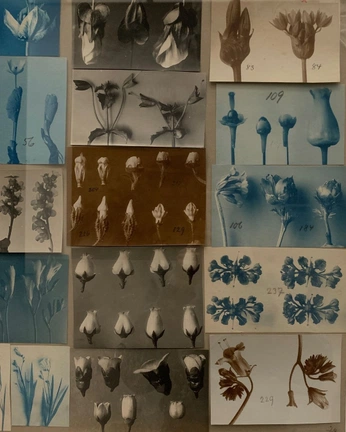 A cover of "natural" cluster. The owner is owltellyouwut. The cluster consists of 59 elements.