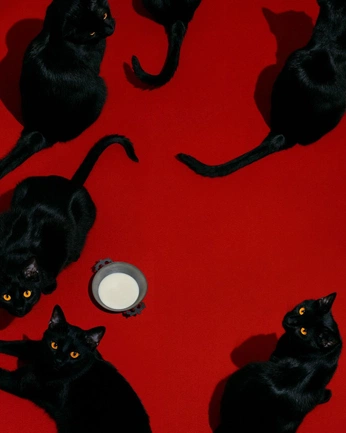 A cover of "Practical Cats" cluster. The owner is gjgreenlea. The cluster consists of 35 elements.