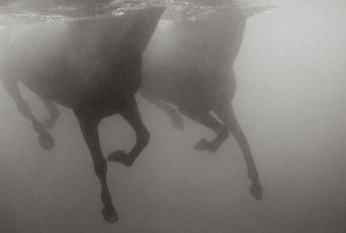 A cover of "ashwyn" cluster. The owner is aishleyk. The cluster consists of 135 elements.