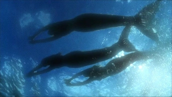 A cover of "h2o" cluster. The owner is corpseprize. The cluster consists of 74 elements.