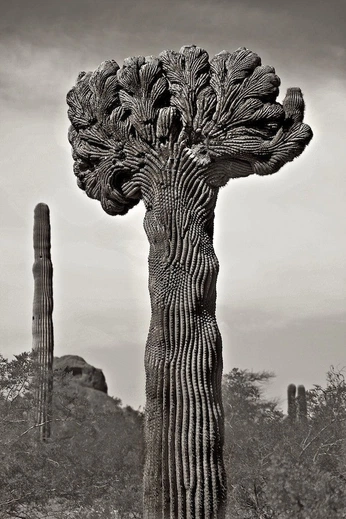 A cover of "The Desert Days" cluster. The owner is teletoby. The cluster consists of 8 elements.