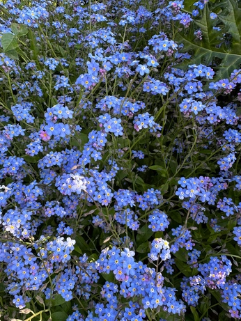 A cover of "♥️" cluster. The owner is 6161251. The cluster description is "…". The cluster consists of 41 elements.