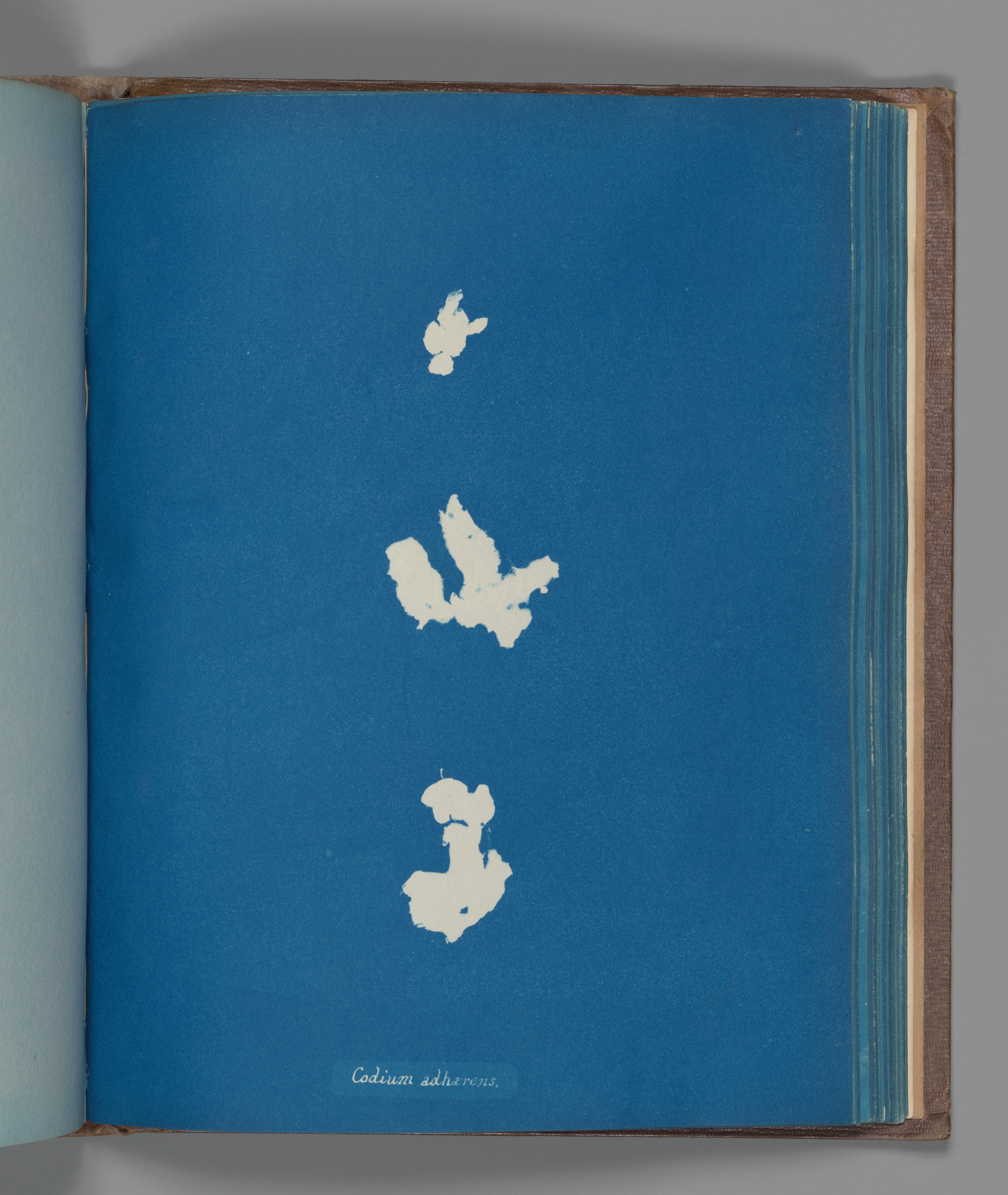 Archipelago