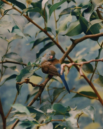 A cover of "ptaki" cluster. The owner is niktciekawy. The cluster consists of 1 element.