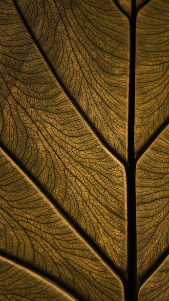 A cover of "Brown" cluster. The owner is sundownatelier. The cluster consists of 9 elements.