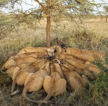 A cover of "animals" cluster. The owner is baygrphcs. The cluster consists of 44 elements.