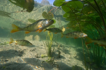 A cover of "Fishhere(lake)" cluster. The owner is northium. The cluster consists of 18 elements.