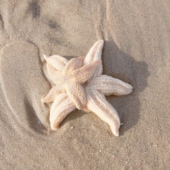 A cover of "radical romance 🪷" cluster. The owner is sophburns. The cluster description is "love in love with love". The cluster consists of 573 elements.