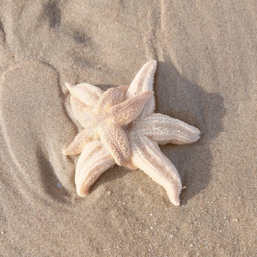 Cover of radical romance 🪷 cluster