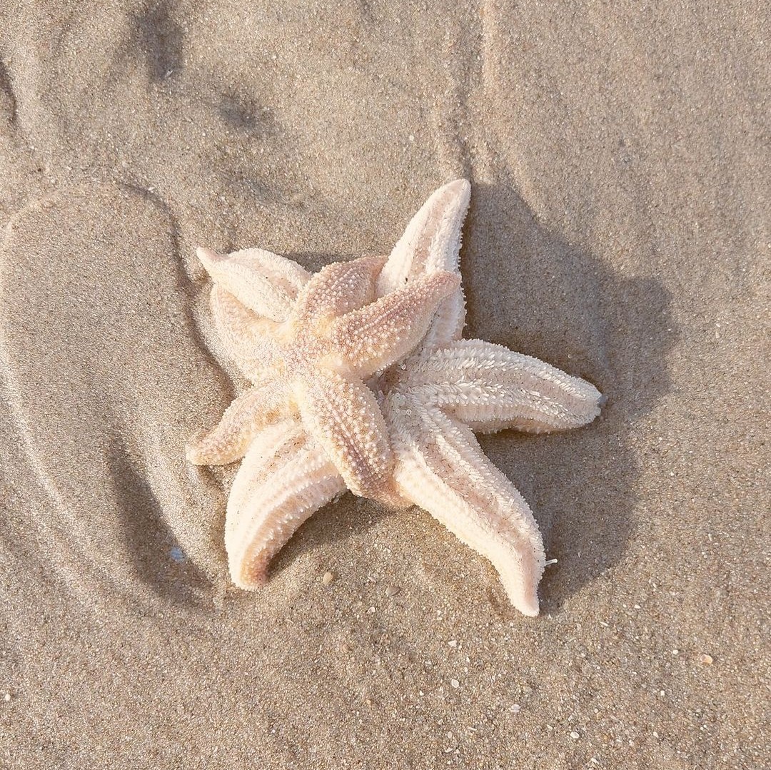 radical romance 🪷