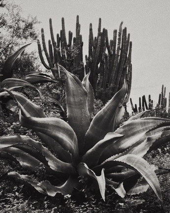 A cover of "Treeeees" cluster. The owner is sownsigma. The cluster consists of 8 elements.