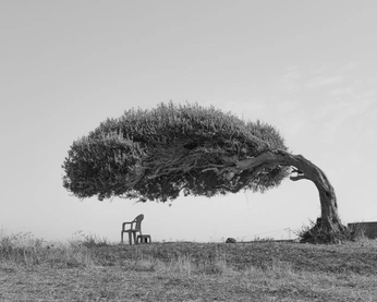 A cover of "Tree of life" cluster. The owner is theoryofslow. The cluster consists of 14 elements.