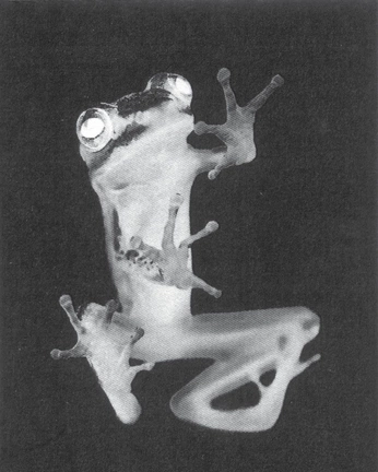 A cover of "so many frogs" cluster. The owner is snailbuds. The cluster consists of 4 elements.