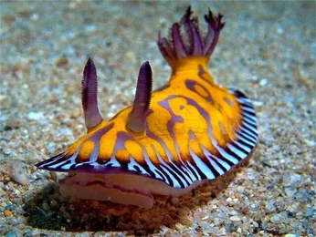 A cover of "alienfriends" cluster. The owner is vapidvixen. The cluster consists of 27 elements.