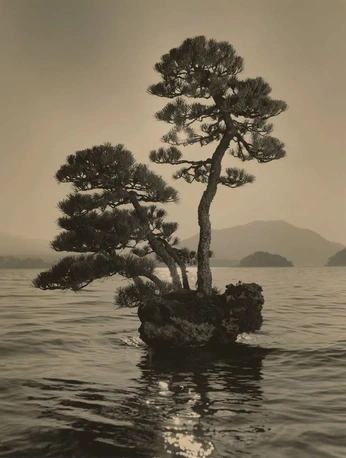 A cover of "Still life" cluster. The owner is florianzzzzz. The cluster consists of 4 elements.