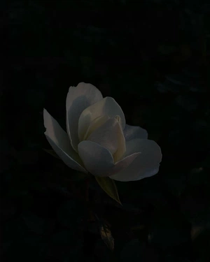 .*spring flower*. avatar