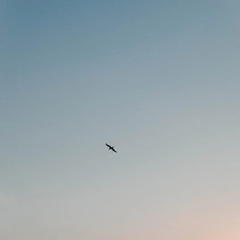 A cover of "photos" cluster. The owner is amelieschltr. The cluster consists of 25 elements.