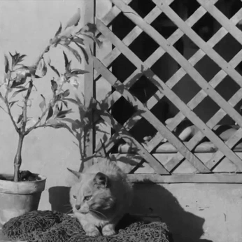 A cover of "🐈‍⬛" cluster. The owner is genfuranki. The cluster consists of 2 elements.