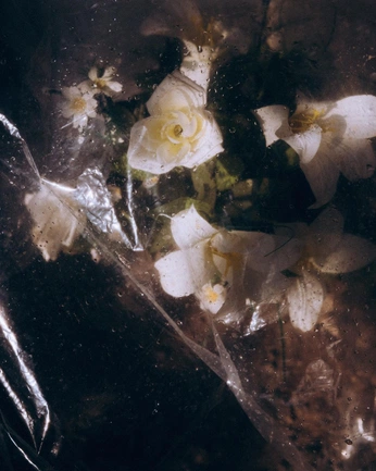 A cover of "Dead Garden" cluster. The owner is geodehate. The cluster consists of 23 elements.