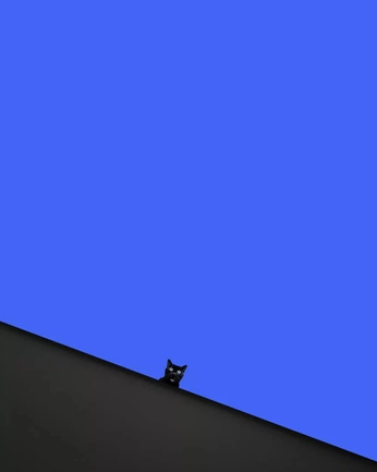 A cover of "Cat" cluster. The owner is idiosyncratics. The cluster consists of 1 element.