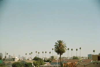 A cover of "𝕬𝖄" cluster. The owner is dream. The cluster description is "AMERICAN YOUTH". The cluster consists of 59 elements.