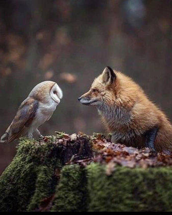 A cover of "Animalia" cluster. The owner is touchmytoes. The cluster consists of 1 element.