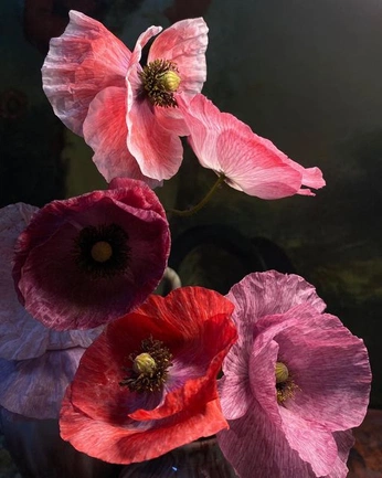 A cover of "Flowers" cluster. The owner is bonbondv. The cluster consists of 2 elements.