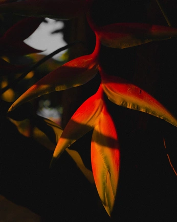 A cover of "Amberly" cluster. The owner is kidney123. The cluster consists of 207 elements.