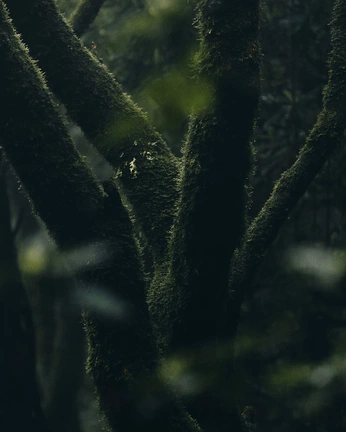 A cover of "nature" cluster. The owner is sophiameek. The cluster consists of 8 elements.