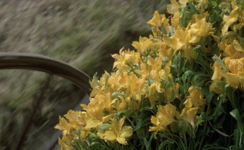 A cover of "Floral wonder" cluster. The owner is annie. The cluster consists of 92 elements.