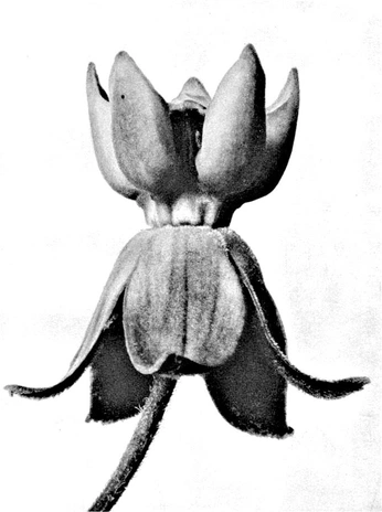 A cover of "Art" cluster. The owner is p1xxi3. The cluster consists of 9 elements.