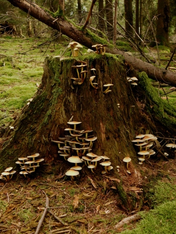 A cover of "Goodie" cluster. The owner is moonbabe. The cluster consists of 7 elements.