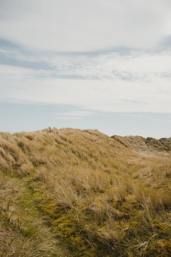 A cover of "Nidra" cluster. The owner is loukalu. The cluster consists of 22 elements.
