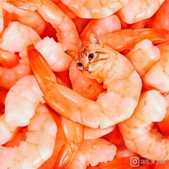 A cover of "sushi" cluster. The owner is lucyintheskyy7. The cluster consists of 17 elements.