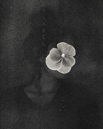 A cover of "Ephemeral" cluster. The owner is maison024. The cluster consists of 23 elements.