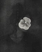 Cover of Ephemeral cluster