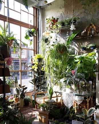 A cover of "Plants" cluster. The owner is tophergraham. The cluster consists of 13 elements.