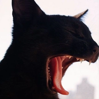 A cover of "Arquivo" cluster. The owner is marques. The cluster consists of 8 elements.