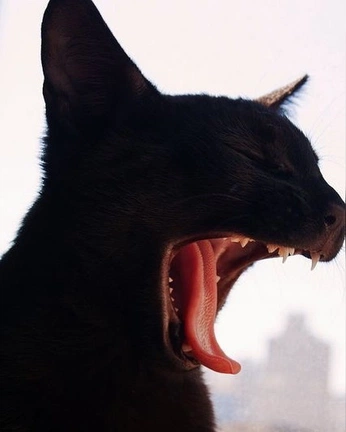 A cover of "animaalss" cluster. The owner is akartonofkartons. The cluster consists of 39 elements.