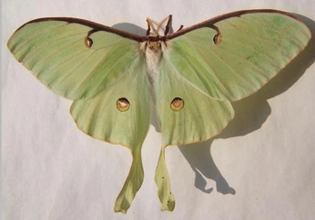 A cover of "Insects" cluster. The owner is svanilla. The cluster consists of 1 element.