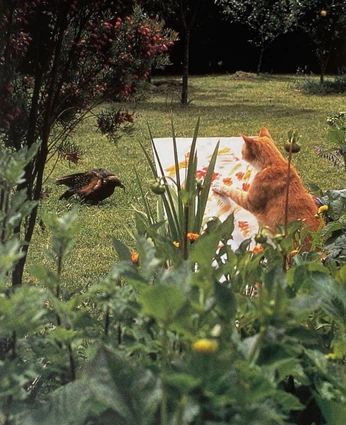 A cover of ".c" cluster. The owner is natendely. The cluster consists of 3 elements.