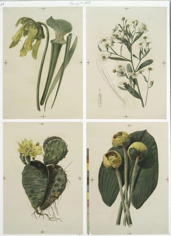 A cover of "lsdp" cluster. The owner is rym.indd. The cluster consists of 40 elements.