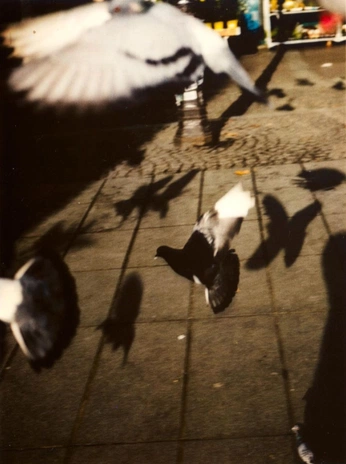 A cover of "Birds" cluster. The owner is krous. The cluster consists of 20 elements.