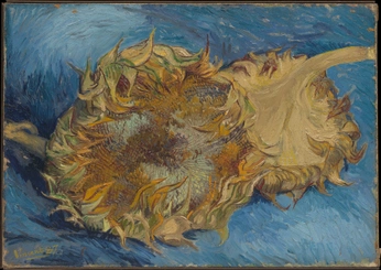 A cover of "Backyard Sunflower Club" cluster. The owner is storiedsoul. The cluster consists of 1 element.