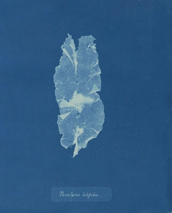 A cover of "Trimb" cluster. The owner is iraohax. The cluster consists of 2 elements.